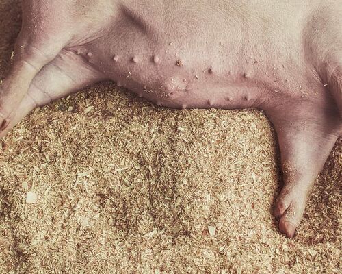 animals-lazy-animal-pig
